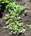 purslane