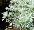 artemisia absinthum