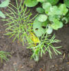 fennel