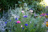 cornflowers and sage