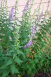 campanula flowers