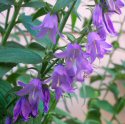 campanula leaves