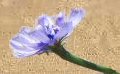 chicory flower