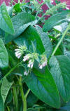 comfrey