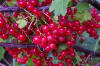 currants