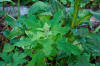 lambsquarters