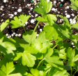 Italian Parsley