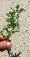 pineapple weed