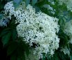 elderberry flowers